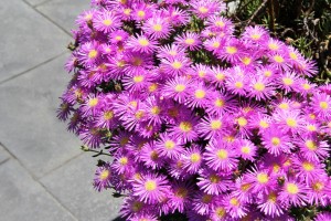 a purple flower IMG_4809