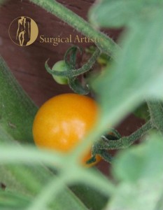 Sun Sugar Tomato.  First harvested on 6-23-13.  The flavor was delicious!