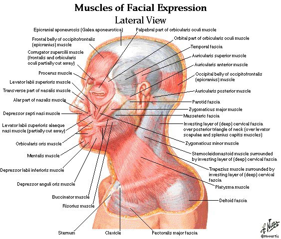 Side view of the muscles of the face of botox importance