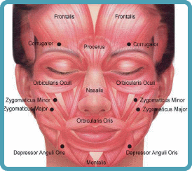 anatomy of the face
